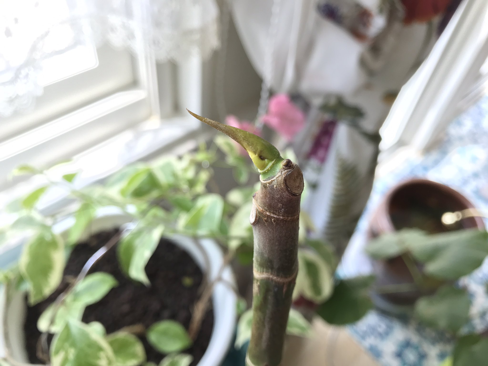朋 剪定後のウンベラータちゃん 葉が黄色くなって落葉してます 新芽を出すために栄養チャージしてるのね 挿し木用にバッサリ切り落とした枝も天芽がにょきにょき 根も出始めました 首が長くてバランス悪くなってきました ガーデニング