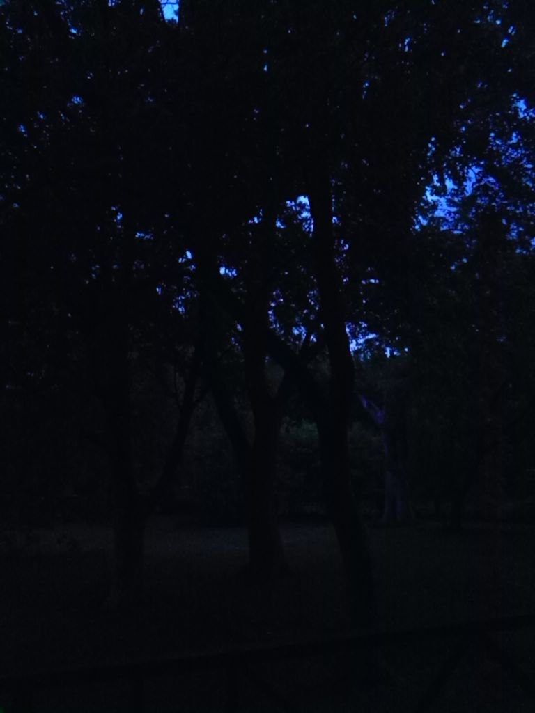illeegal72's tweet photo. Faces staring back,through the trees. https://t.co/drK3inhON7