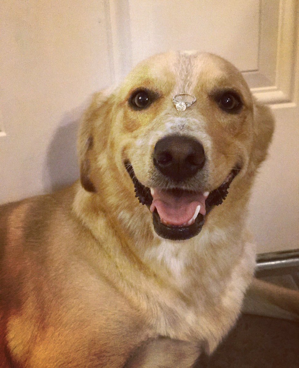 RayMcFe's tweet photo. "I'M SO EXCITED....My mom and dad are getting married!" -Ellie 🐶💍💖 https://t.co/TSl8lEoDf8