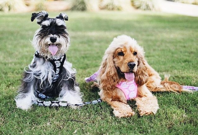 ClubDogue's tweet photo. Our pals Maple & Lacie share their #WinterTopTips for a happier & more active #pooch this winter 😘❄️ https://t.co/aFdQqIqrqc #dogcelebration https://t.co/9rPoSsHVJ1