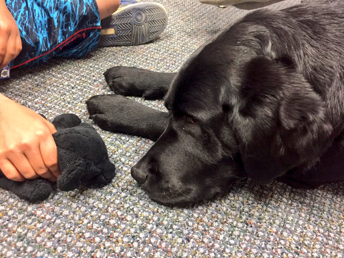 PADSk9Merlot's tweet photo. Good ole fashion stareoff post #childinterview Caregiver stated,"U just made his day.He couldn't be happier." #facilitydog @reginapolice https://t.co/0yoTsFwExx
