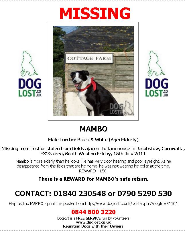 VetsGetScanning's tweet photo. Mambo black with white markings male Lurcher vanished 15/07/11 #Jacobstow #Cornwall Chipped #CornwallsMissing https://t.co/gCCZHQmseV