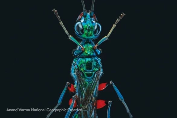 sciam's tweet photo. How a wasp turns cockroaches into zombies https://t.co/2TxbfuG5gC https://t.co/C2noTU0JuL