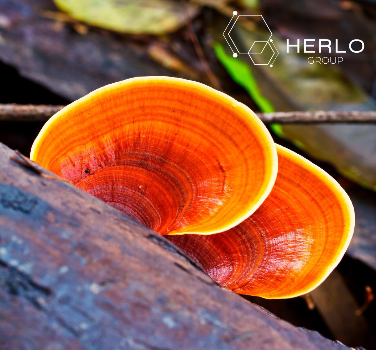 HERLOGroup's tweet photo. Ganoderma lucidum es un adaptógeno natural que canaliza y dirige sus bondades y propiedades a las necesidades de cada persona.

#herlogroup https://t.co/IdqdWtxr7W