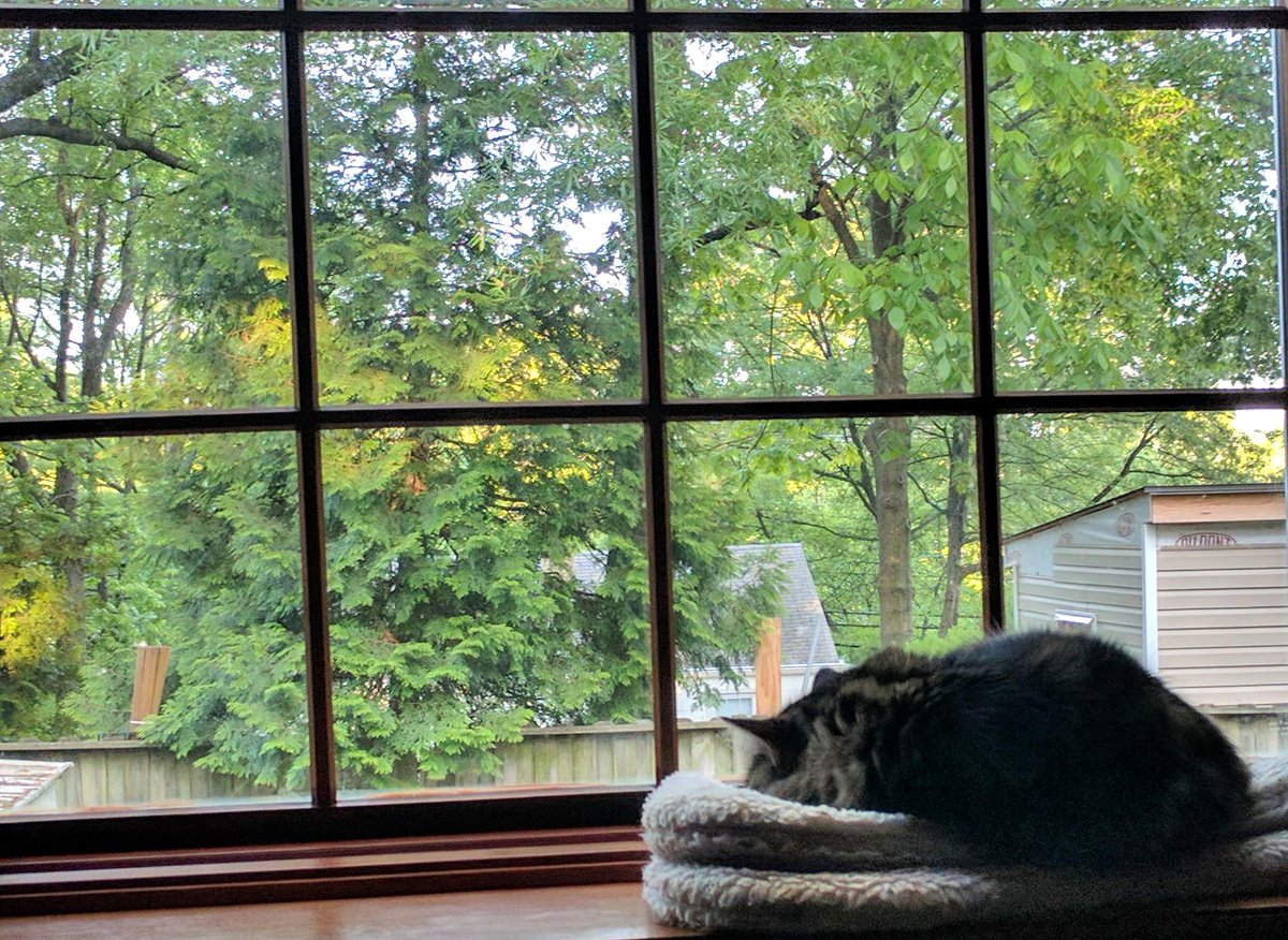 KateIzsakSTART's tweet photo. TA cat cannot be bothered tonight #bsst631 https://t.co/F4HGZqDtGw