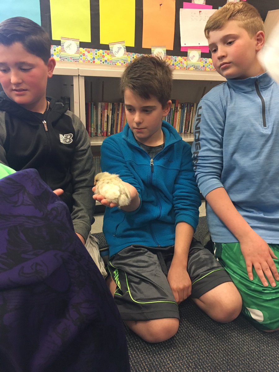 kelseysuder's tweet photo. We loved learning all about baby chicks today and getting a chance to hold them! #babychicks #iteach5th #homeandschool https://t.co/qdFKyytrXD