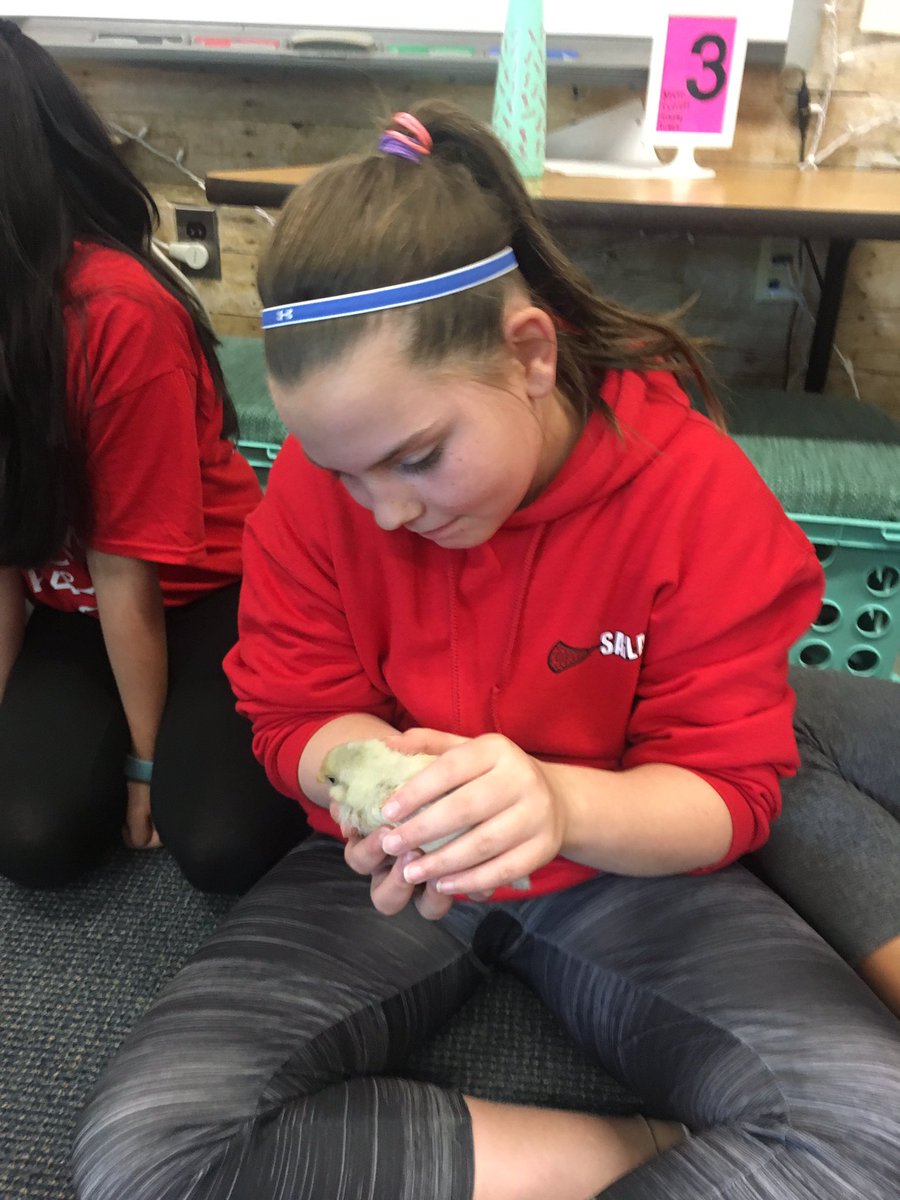 kelseysuder's tweet photo. We loved learning all about baby chicks today and getting a chance to hold them! #babychicks #iteach5th #homeandschool https://t.co/qdFKyytrXD