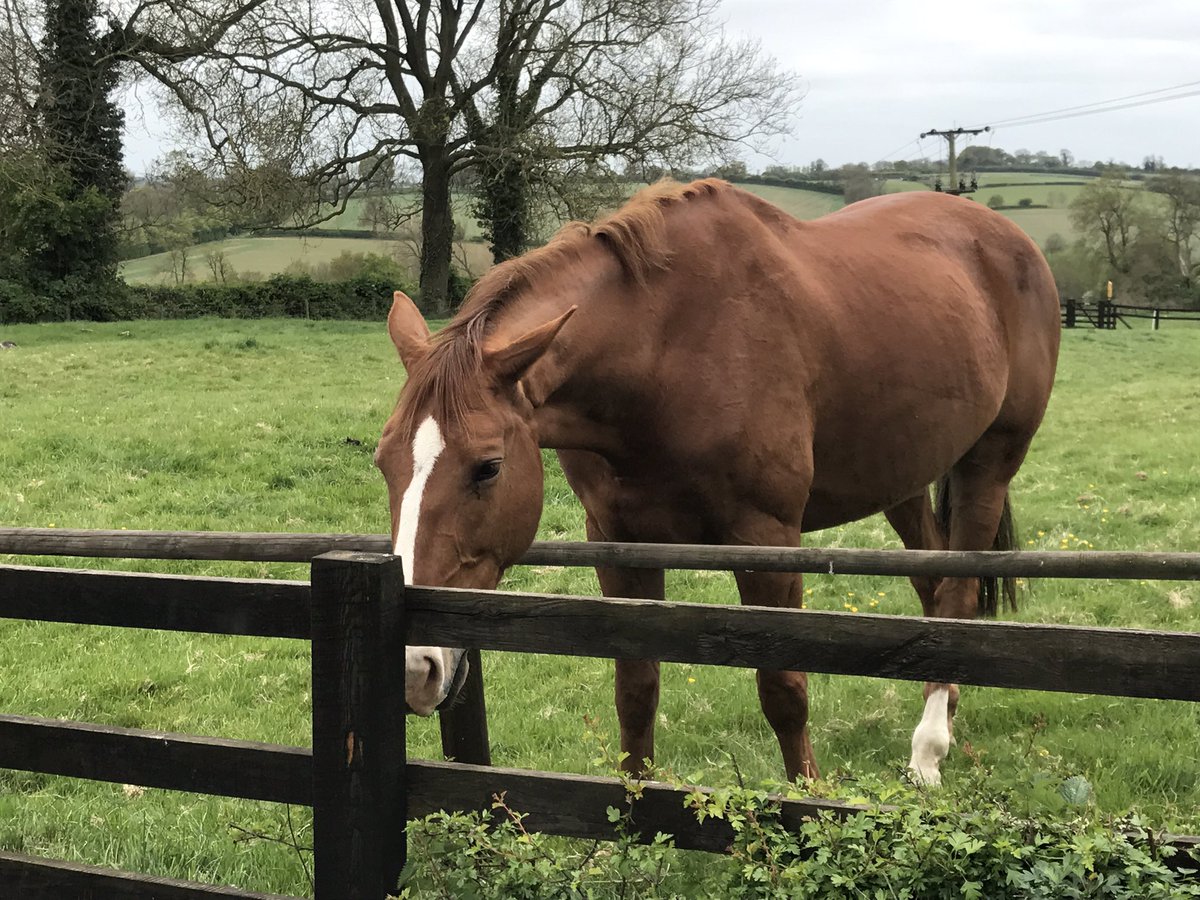 MGoddardSwoogel's tweet image. Having a little assistance on the #Hedgepruning. With a rather large #Horse feeling hungry.
#Goddardsgardenservices