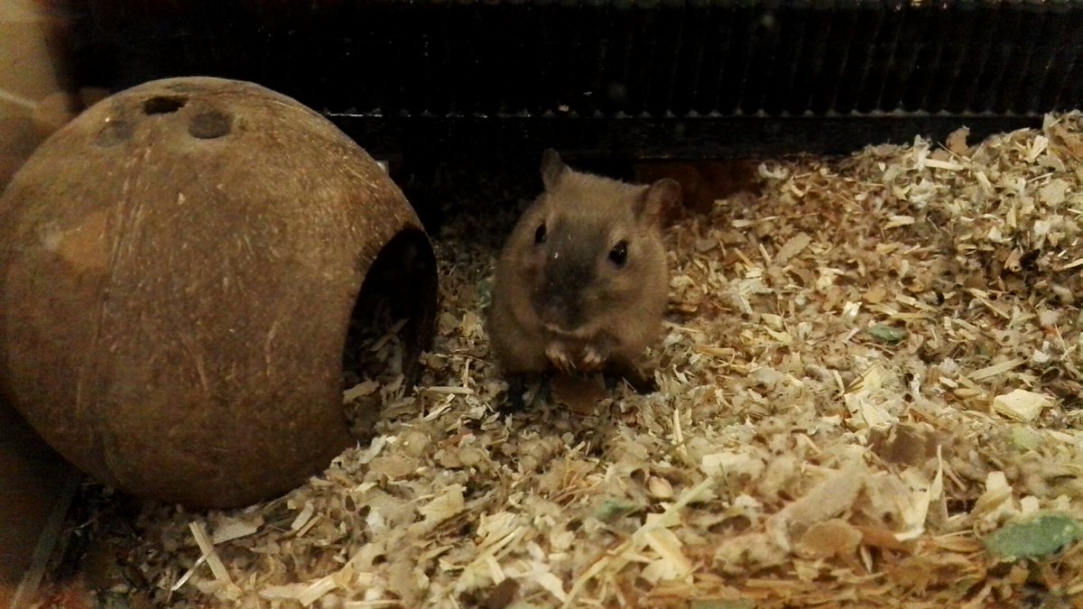 Lays24MC's tweet photo. So knuffig können nur #gebril gucken. #Tierliebe https://t.co/dMv0f269Jv