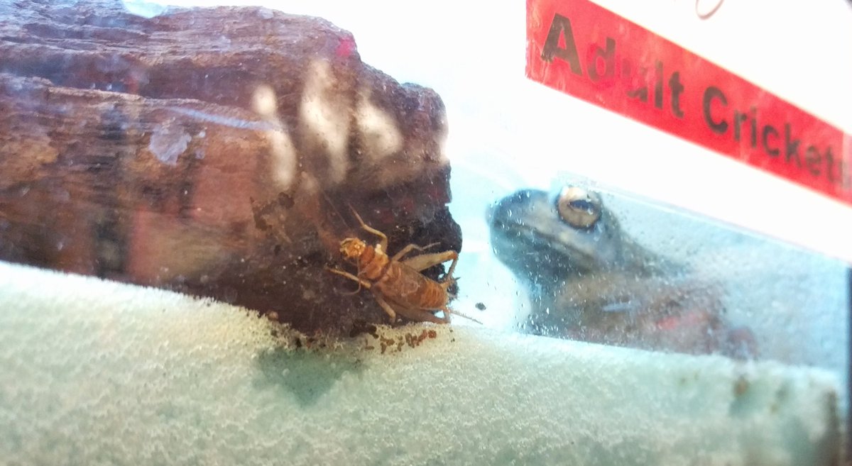 JoshsFrogs's tweet photo. "I will find you - and I will eat you!" #joshsfrogs #crickets #feeders #ysct #yellowspottedclimbingtoad
https://t.co/CD2uhrF21Q https://t.co/h6qM9auFkF