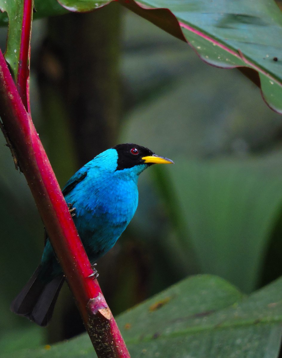 MincomercioCo's tweet photo. Prepárate para el #GlobalBigDay. Alista tu cámara y capta lo mejor de la riqueza en aves de Colombia. La cita es este 13 de mayo. https://t.co/QXg2qFwlzx