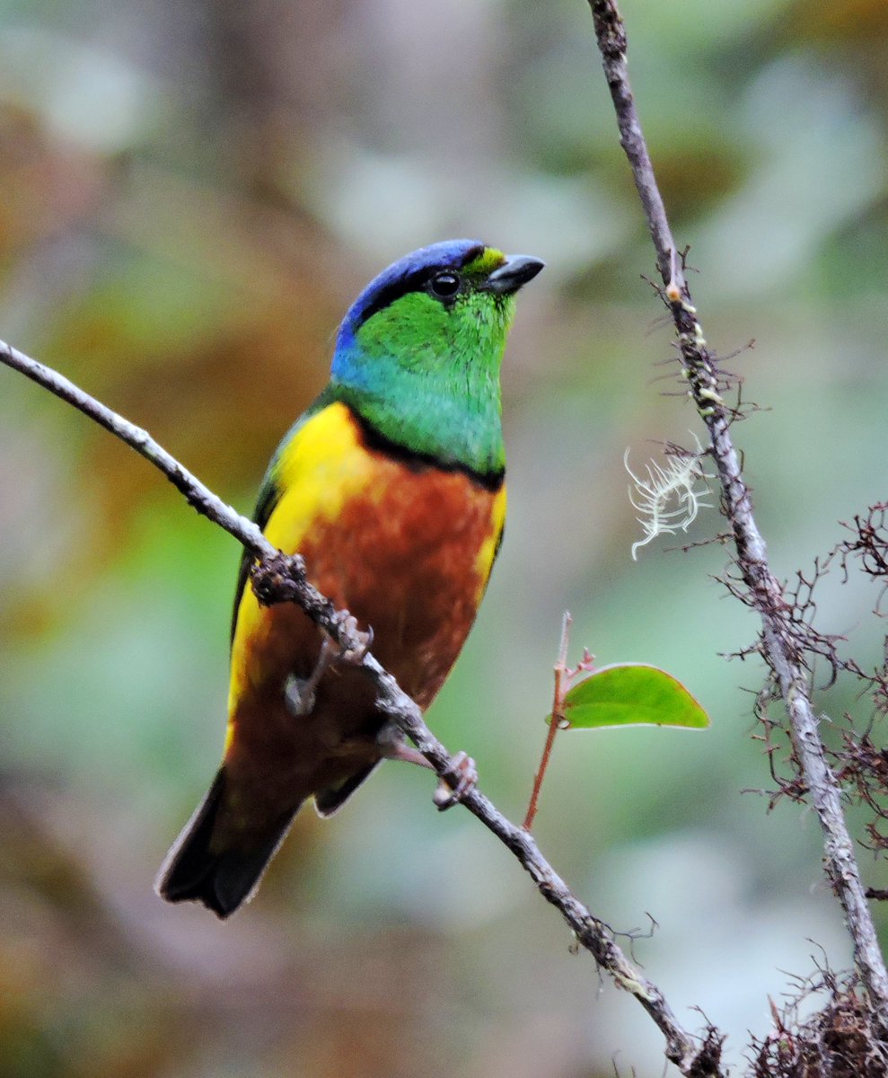 MincomercioCo's tweet photo. Prepárate para el #GlobalBigDay. Alista tu cámara y capta lo mejor de la riqueza en aves de Colombia. La cita es este 13 de mayo. https://t.co/QXg2qFwlzx