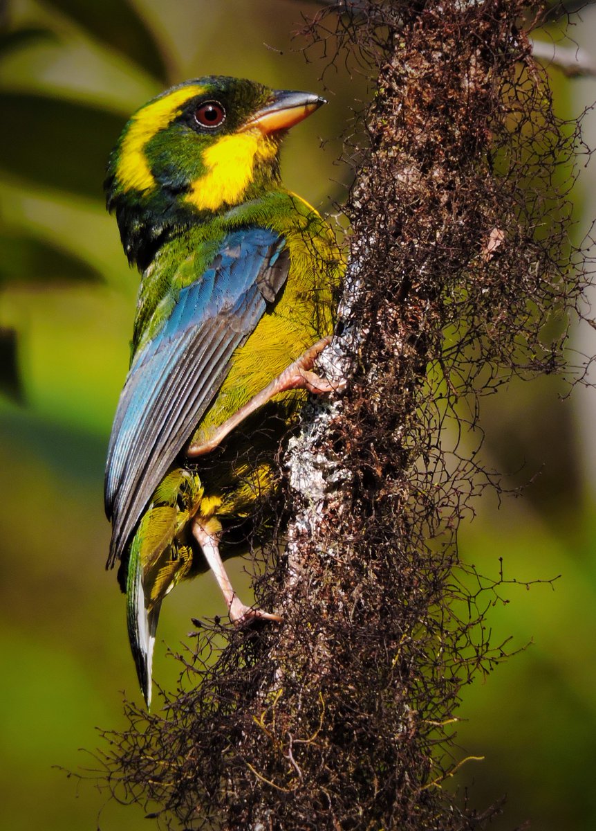 MincomercioCo's tweet photo. Prepárate para el #GlobalBigDay. Alista tu cámara y capta lo mejor de la riqueza en aves de Colombia. La cita es este 13 de mayo. https://t.co/QXg2qFwlzx