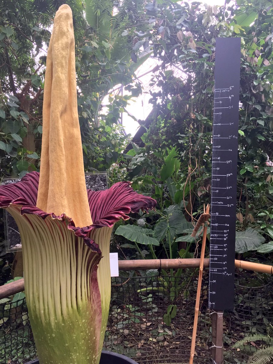 LawrenceWright3's tweet photo. Finally was in the right place at the right time to see this 'beauty' @edenrainforest @edenproject #stinkyflower #titanarum #massiveflower https://t.co/ZXZfy839cY