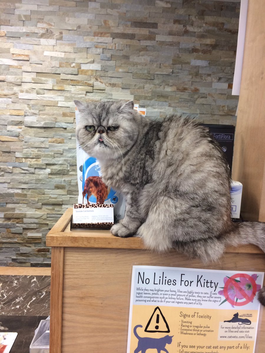 EPVillageVet's tweet photo. Maple is adamant about safety for kitties. Remember lilies are toxic for kitties. https://t.co/VrDSqQxcXx