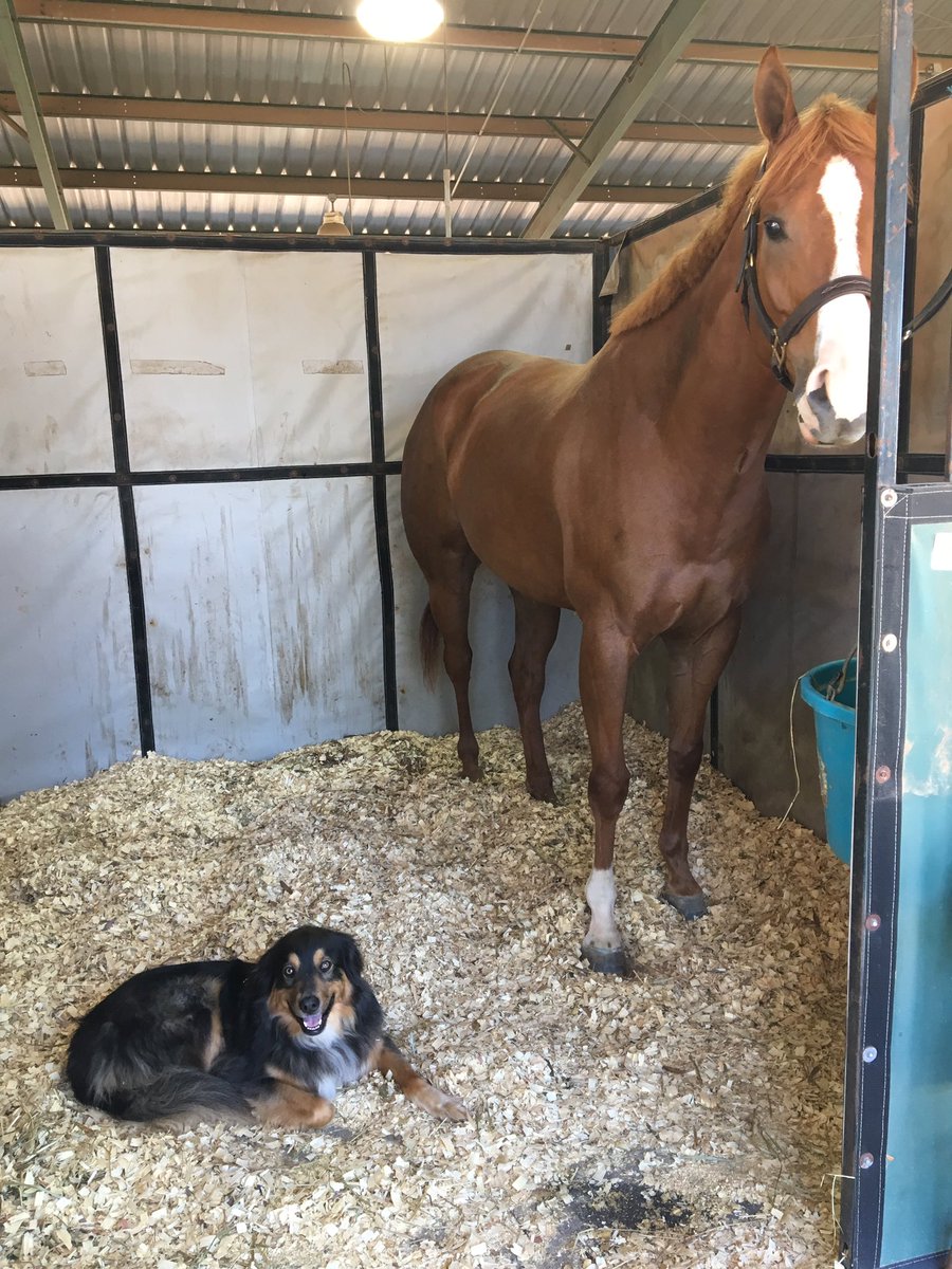 equestrianbliss tweet picture