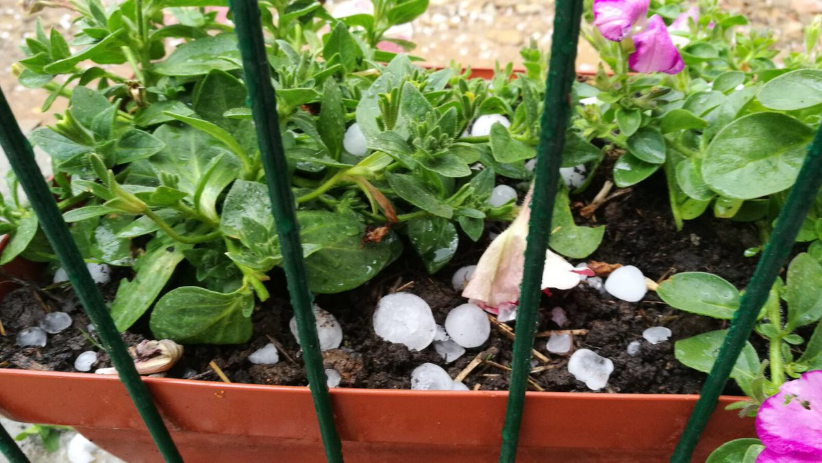 ivansousa94's tweet photo. Granizada de esta tarde en Currelos (O Saviñao).
@OTempoTVG https://t.co/xYAhc1tQ82