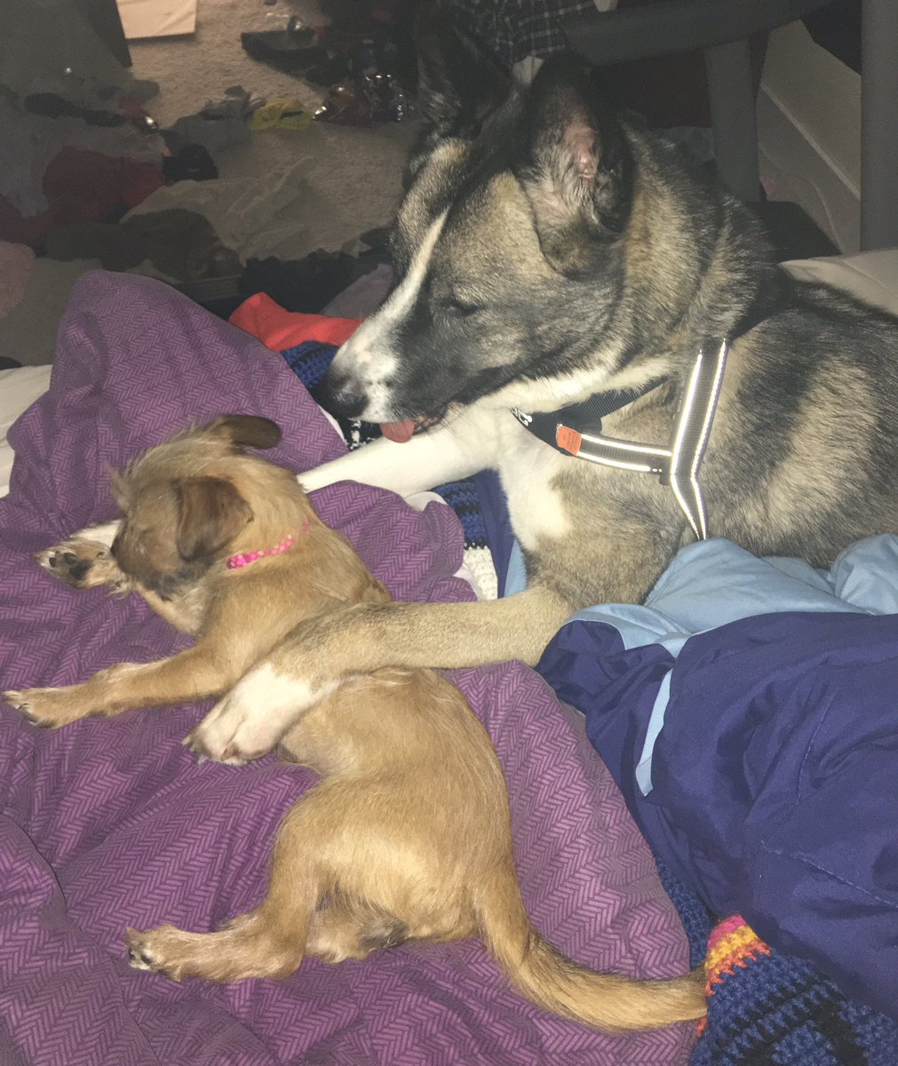 My babies just waking up. They sleep together and do everything together. Beautiful love. 🐾 #puppy #dogs #petparent #AdoptDontShop #rescues