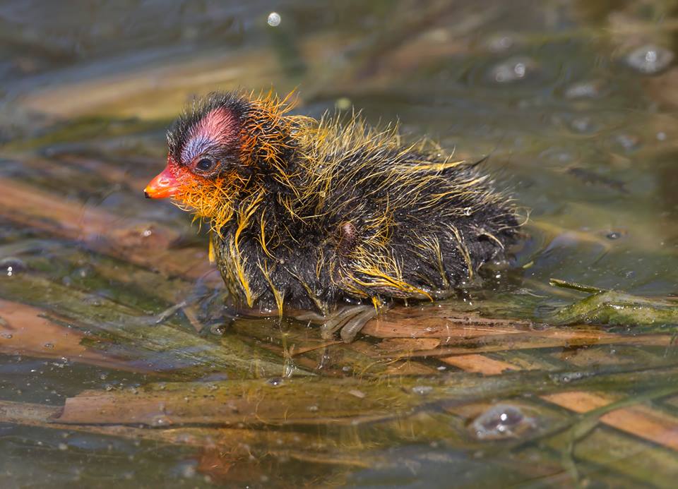 GGBirdAlliance's tweet photo. Wet hedgehog or American Coot chick? You be the judge. ;-) Photo:Gail West. #babybirds #cutecoot https://t.co/67pPPoCZlV