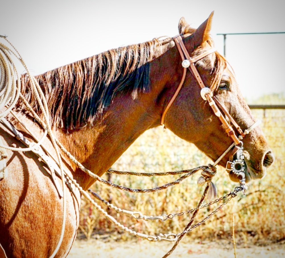 GNSCATTLECO's tweet photo. After the #hackamore comes the #spadebit.  Juaquima to freno like a boss https://t.co/JCv16bUlri