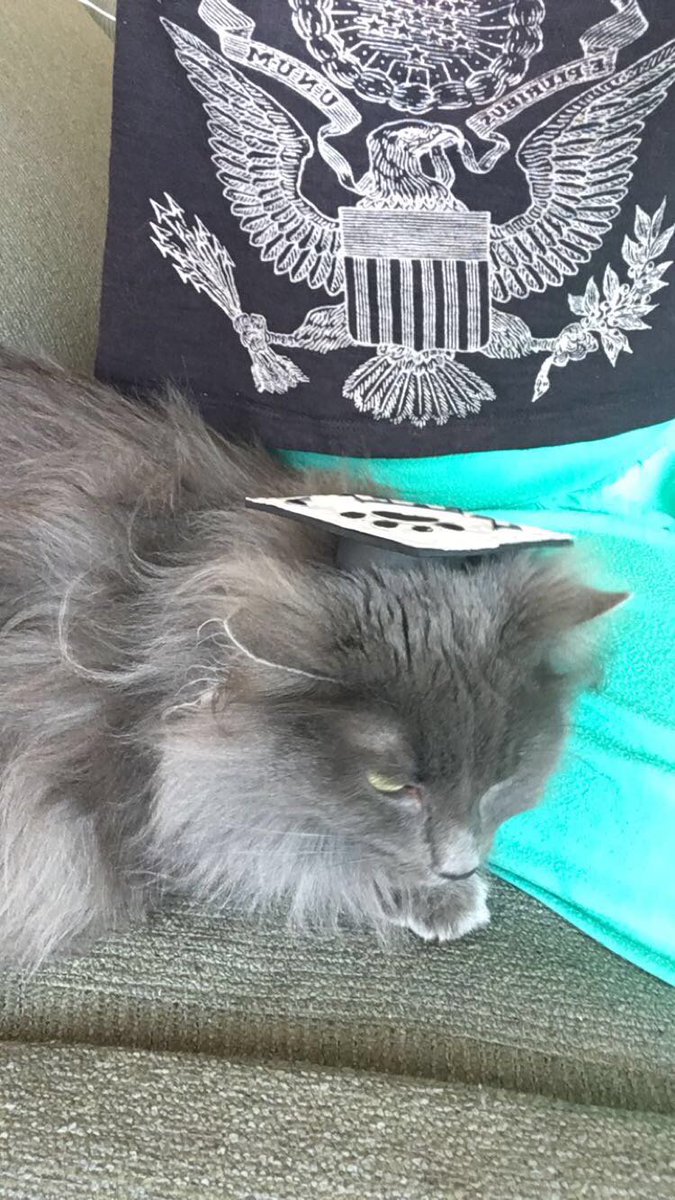 SonnaAri's tweet photo. Yes I did don't judge me I was bored... she RoD kitty #gsu17 https://t.co/Vq4v0uk7ai