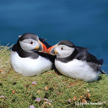 YorksWildlife's tweet image. The UK’s only mainland puffin colony has returned to breed! See them at Flamborough Cliffs. Plan your trip at goo.gl/0P3dUq