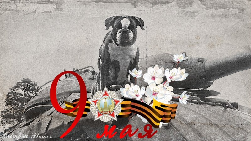 crimpsa's tweet photo. With the Victory Day! https://t.co/Tn14ozMLqC