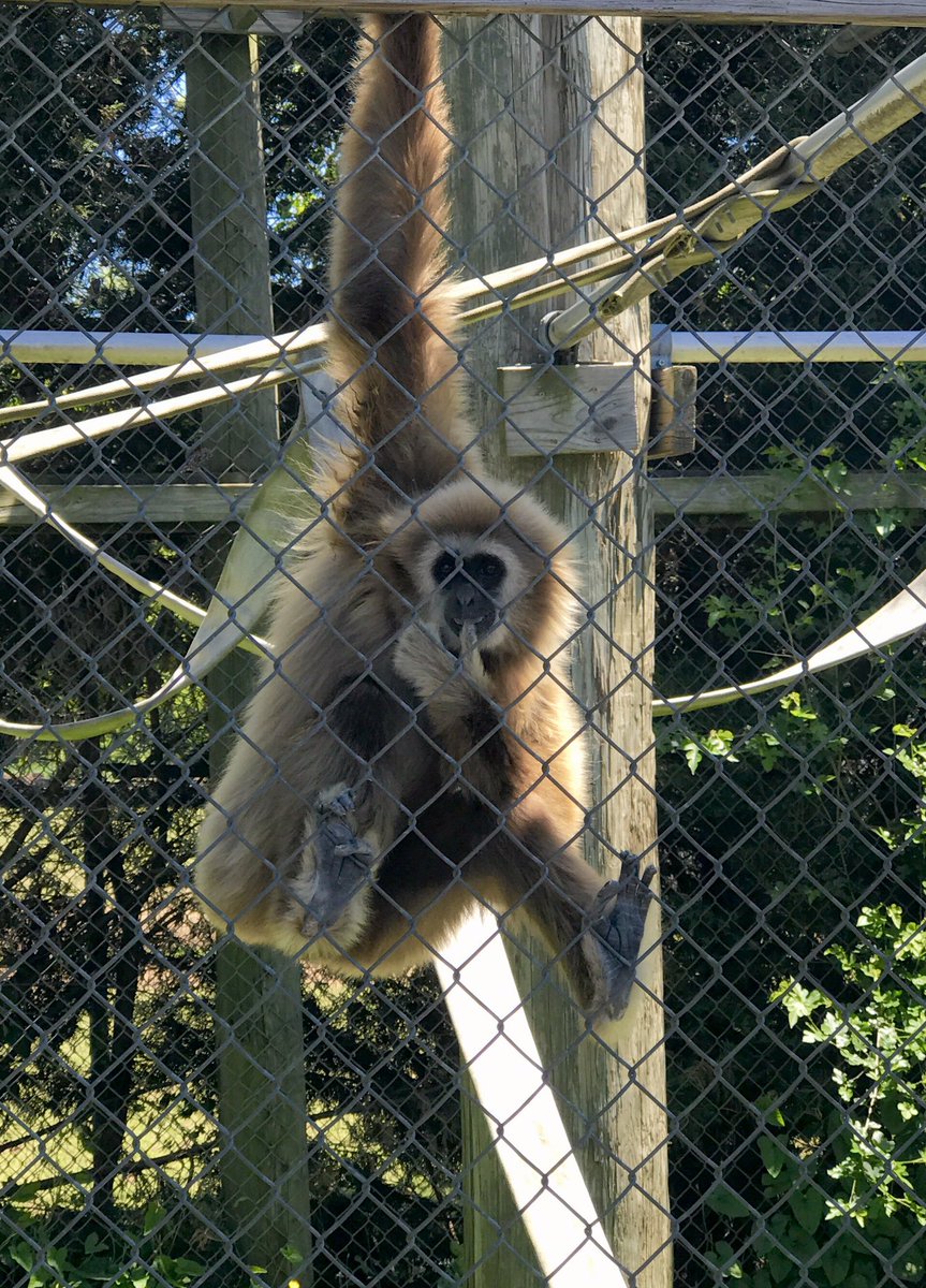 Classroom1RRD's tweet photo. A beautiful day for a field trip to the Animal Park! @RRD_LCPS @MsWyant_RRD https://t.co/mS2jesBVzt