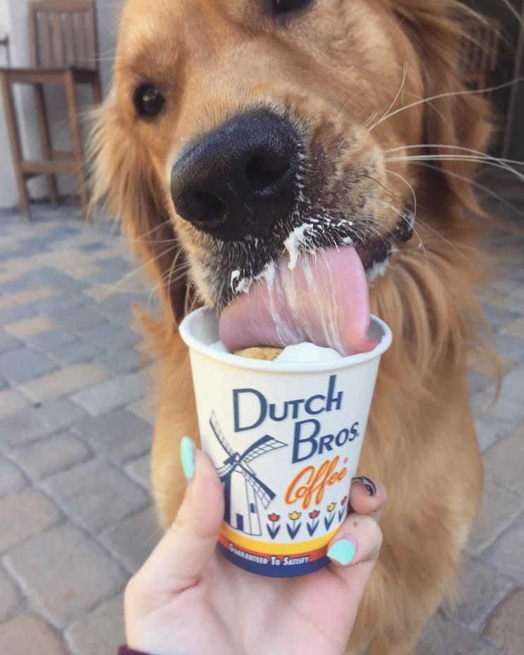 MarketPuppies's tweet photo. Its Munching Time !!

#RT #hallofpuppies #cutenessOVERLOAD #puppies #puppylove #dogs #doggingmoms #DogMoms #Dog #laredo #NationalTeachersDay https://t.co/Ey9VKaoFto