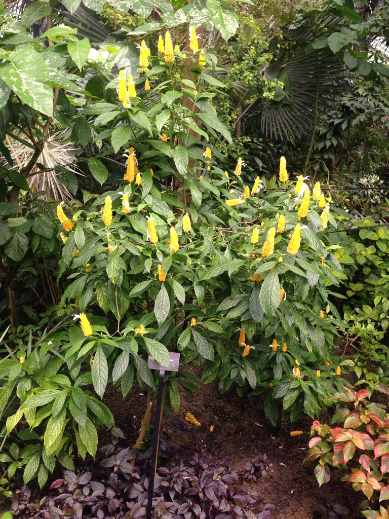 NewsJohnny's tweet photo. Popsicle plant inside Lincoln Park Observatory in Chicago. Much prettier than the Fudgesicle plant. #RailBender https://t.co/108NwCC7zz