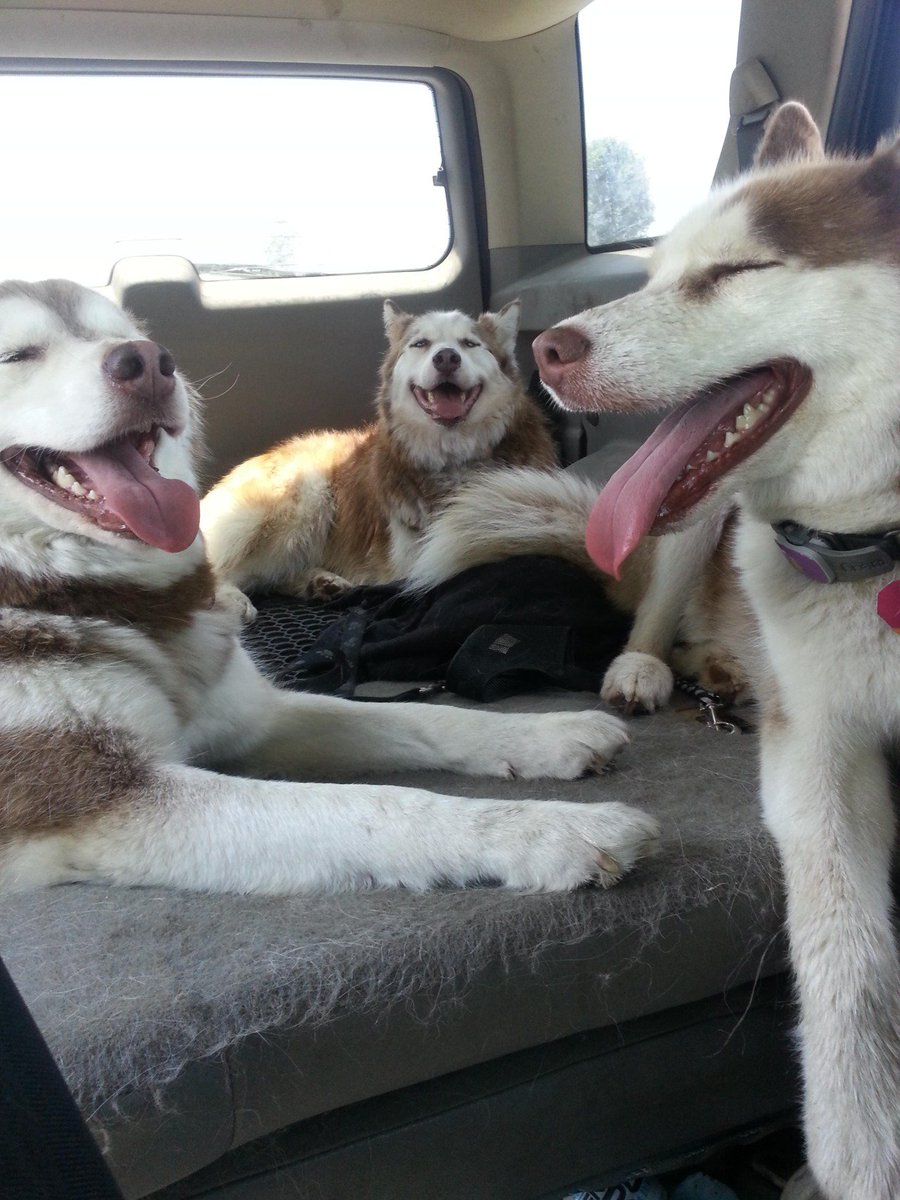 AwwAnimals_'s tweet photo. Dog park was a success https://t.co/nxmSdnr69r