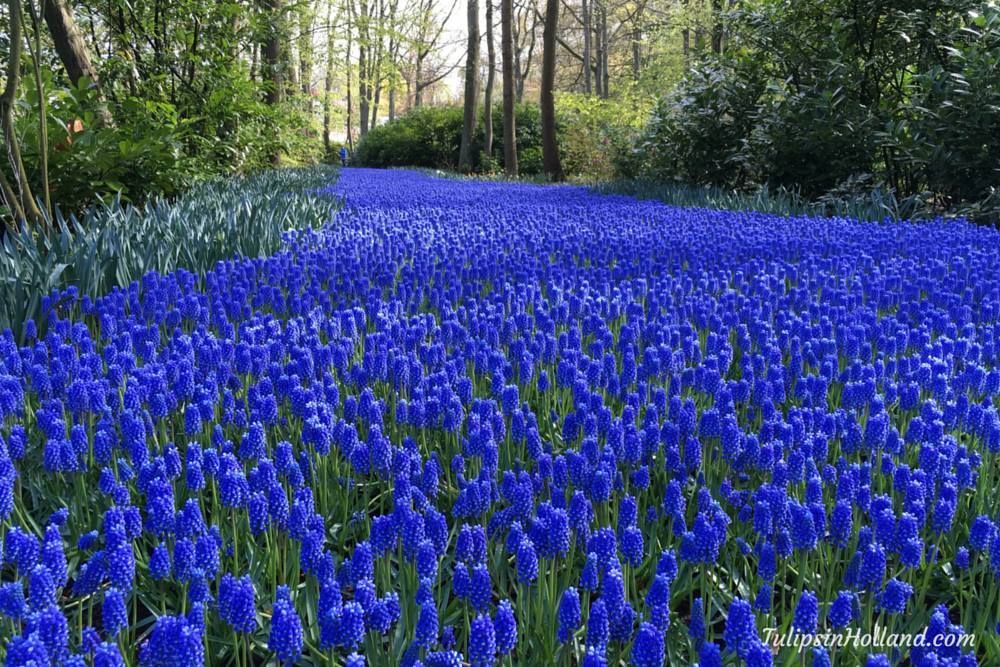 tulips_holland's tweet photo. A blue river of muscar at the beginning of springtime
#travel to the #tulipsinholland spring 2017 https://t.co/89TCn0FDH3
