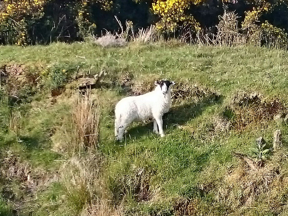 Martin Bradley (@qawsedian) on Twitter photo 