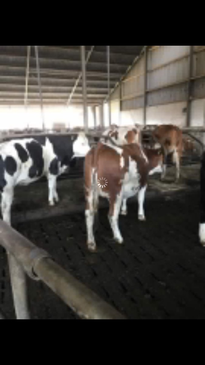 Fleckvieh dispersal of a herd in Germany available ! 70 milkers and all followers or can split plz get in touch if interested in any