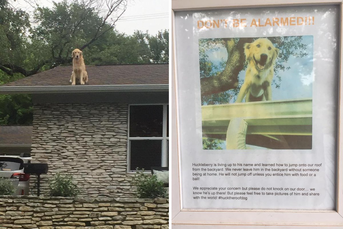 Roofdoge's tweet photo. https://t.co/Lg91xx1hn3
