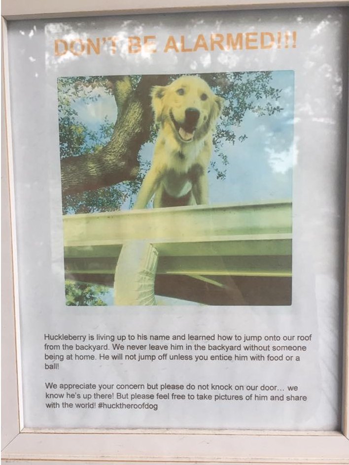 Roofdoge's tweet photo. https://t.co/Lg91xx1hn3