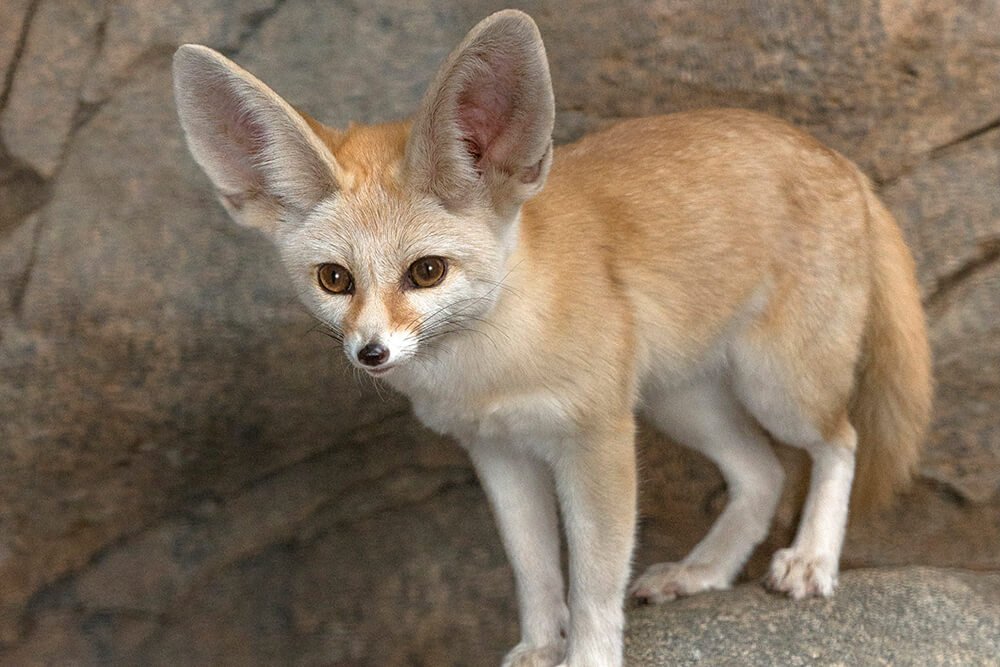 #46 Fennec Fox

To catch pray the Fennec Fox's large ears helps them hear bugs and animals moving underground. They also keep the foxes cool
