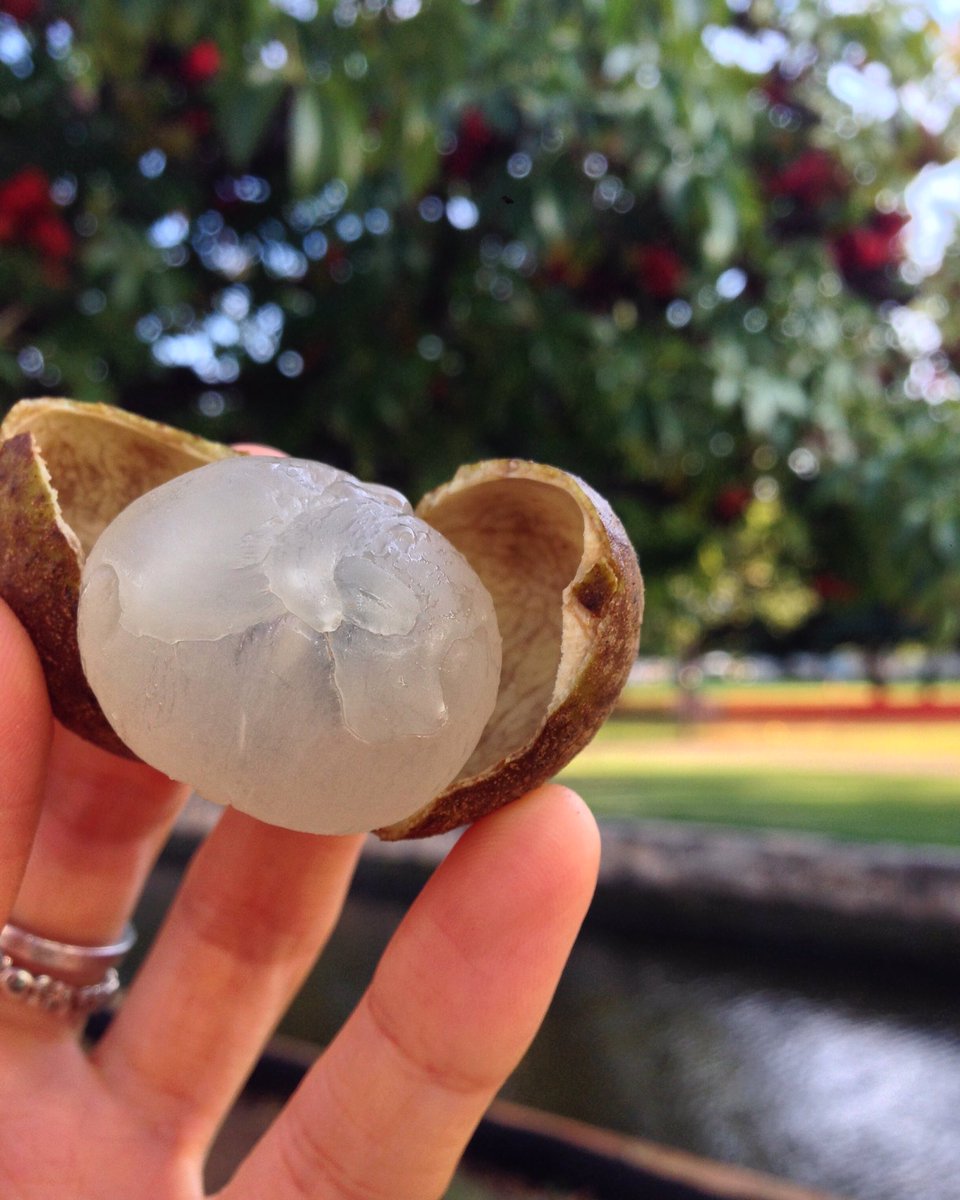 katlgreen's tweet photo. Longan love😘 #eatfruit #longan #dragoneye #fruitarian #lfrv #rawvegan #hclf #highcarb #highcarbvegan #rt4 #rawfood #fruit #fruits #veganfood https://t.co/p9gYe9clTP