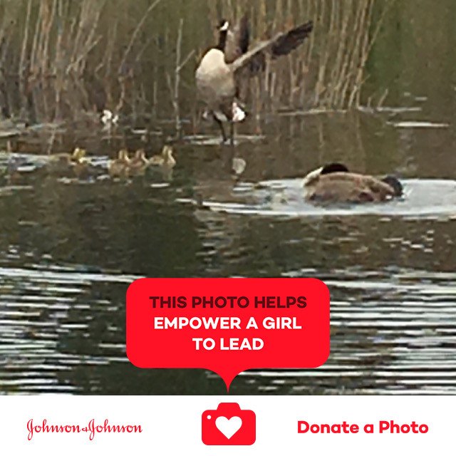 1964hp's tweet image. Spring babies #shareapic JNJ will donate $1 to @girls20 #jnj #donateaphoto bit.ly/2phE4Ww