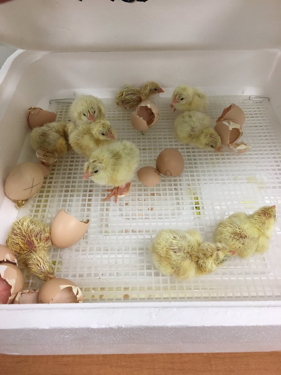 MrsM_Ward's tweet image. 10 eggs=10 #eggshausted chicks #TheyAllMadeIt #NoDuds @wake4h @OakviewElem