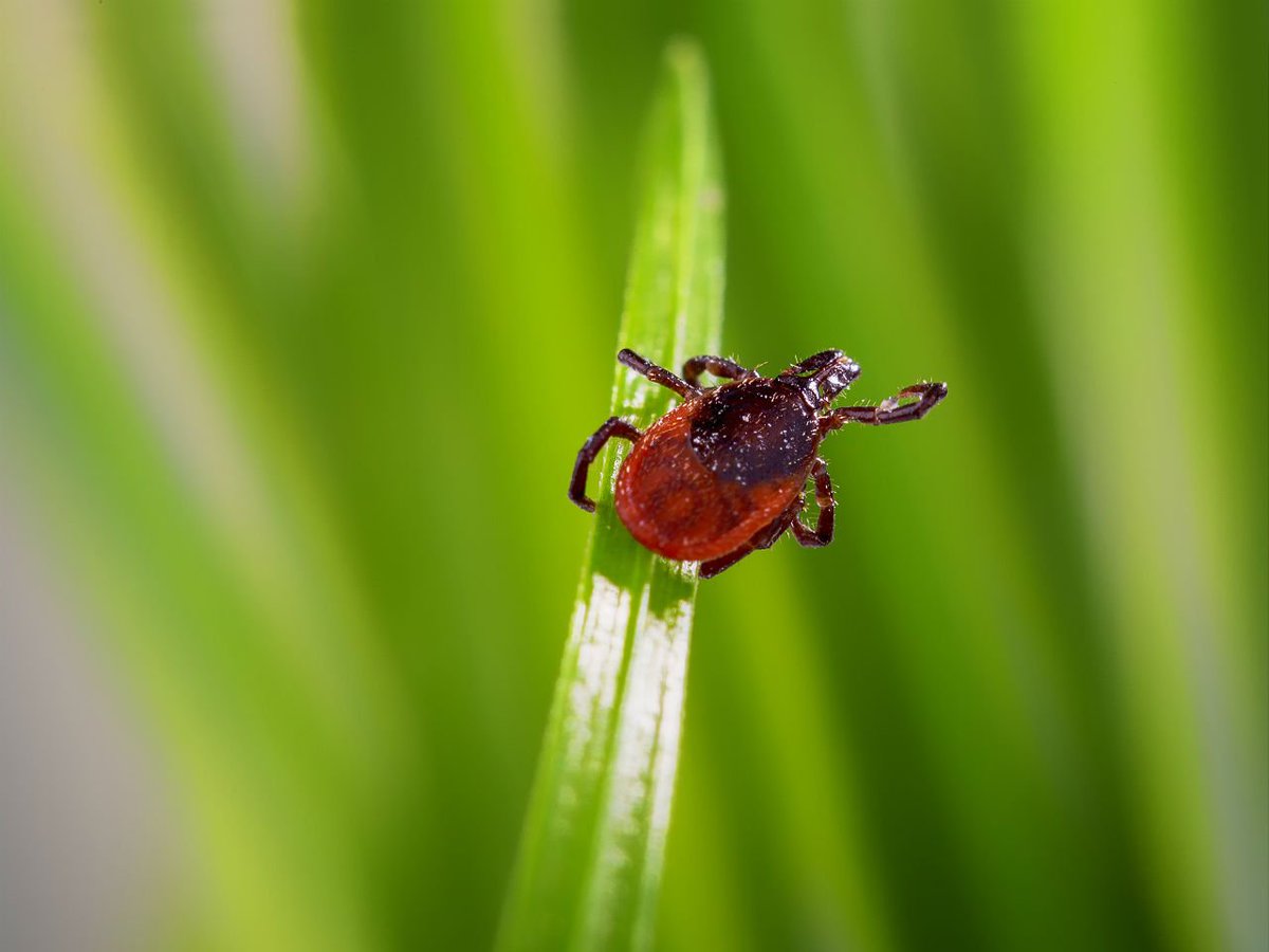 Todaysparent's tweet photo. #Lymedisease is on the rise: Here’s how to protect your kids from ticks —>  https://t.co/JDRbRvWQyT https://t.co/rWNtROetNg