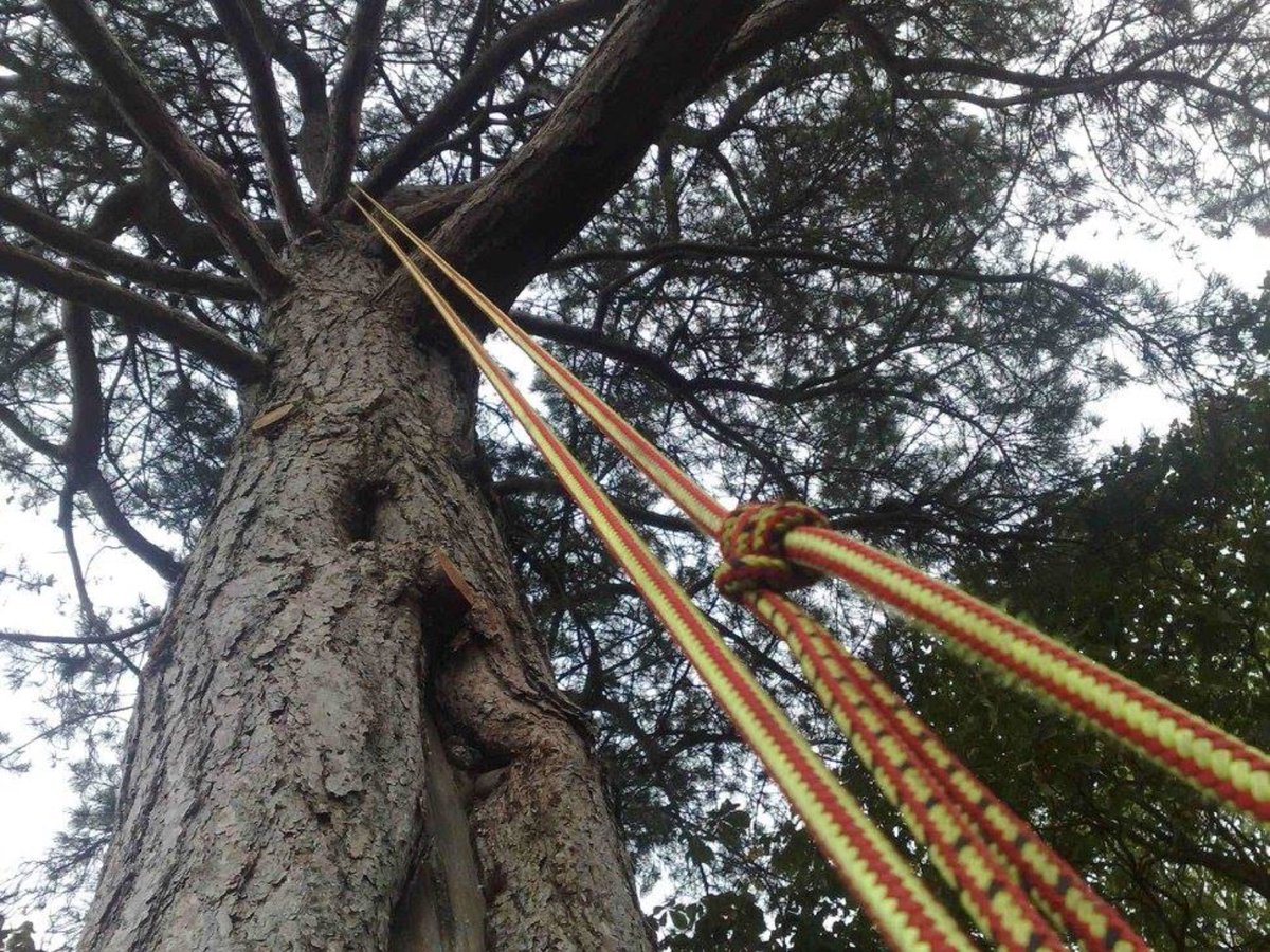 tree_access's tweet image. For any tree related issues contact us visit our website totaltreeaccess.co.uk