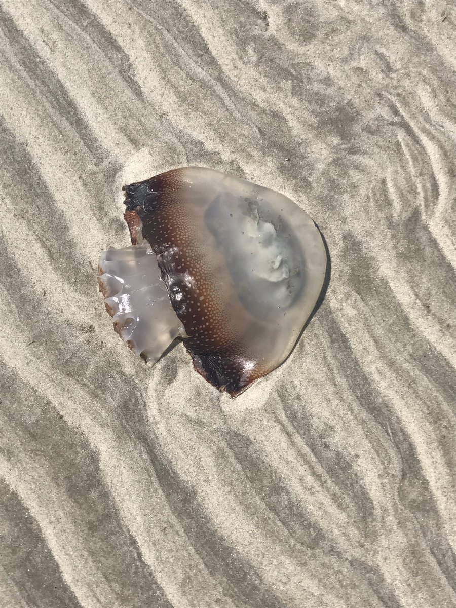 beyondhonolulu's tweet photo. Doesn't look like he is having the best day. Missed the tide. #jellyfish #hawai #gobeyond https://t.co/6MZ7n3ECdH