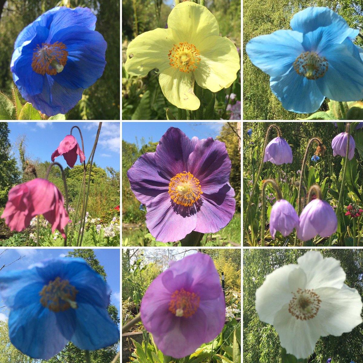CCharmanNT's tweet photo. Who knew there were so many different Meconopsis varieties ? @DorsetNGS #Braddocks #opengardens #plantcollections https://t.co/bTqXeCLPDU