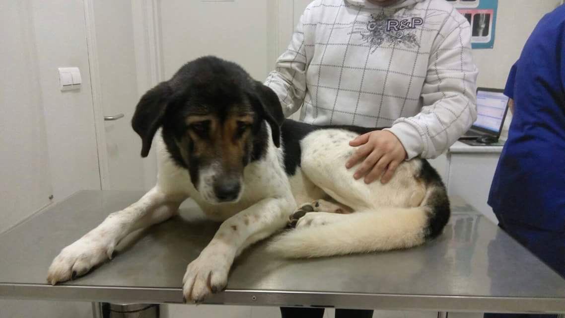 defenpal's tweet photo. @isaacBIOvega RT 🆘🆘 URGENTE!! #PATRICIO se queda sin ACOGIDA !!! Si no encuentra nada tendrá que volver a la perrera 😢😢#Palencia #Valladolid https://t.co/wIqQP5yIi7