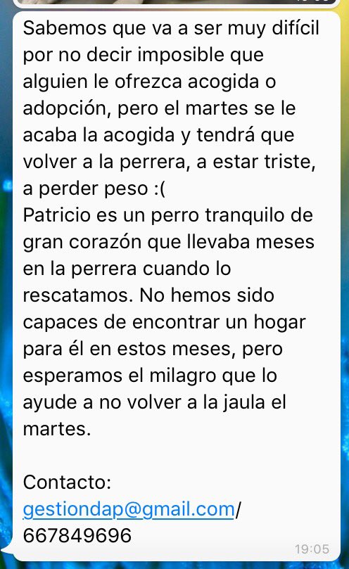 defenpal's tweet photo. @isaacBIOvega RT 🆘🆘 URGENTE!! #PATRICIO se queda sin ACOGIDA !!! Si no encuentra nada tendrá que volver a la perrera 😢😢#Palencia #Valladolid https://t.co/wIqQP5yIi7