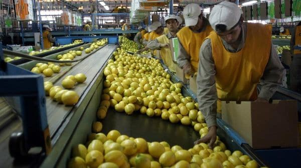 Moniqen's tweet photo. Tras 8 años reabren el mercado brasileño para cítricos argentinos https://t.co/wtb5fdPxlW by #infobae via @c0nvey https://t.co/DJKrsU1Bsu