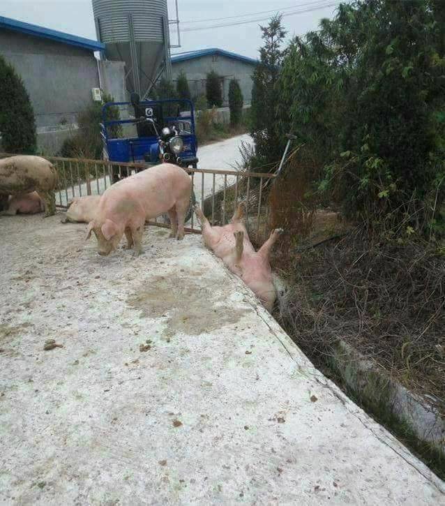kā es jūtos pa dzīvi