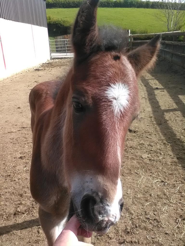 MurphysMagic8's tweet image. New baby 😍😍