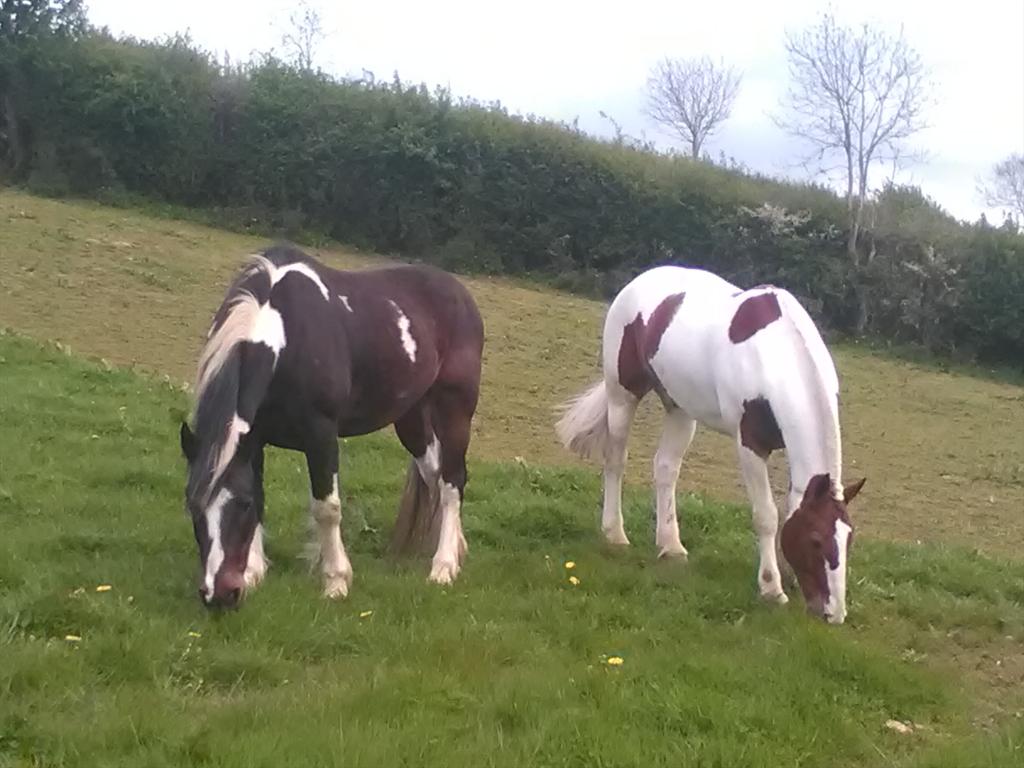 MurphysMagic8's tweet image. Playtime before Balmoral Show